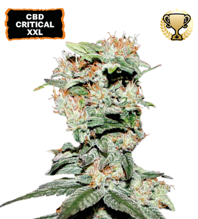 CBD Critical XXL© Semi di cannabis femminizzati