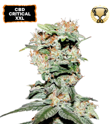 CBD Critical XXL© Semi di cannabis femminizzati