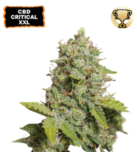 CBD Critical XXL© Semi di cannabis autofiorenti