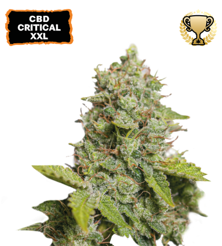 CBD Critical XXL© Semi di cannabis autofiorenti