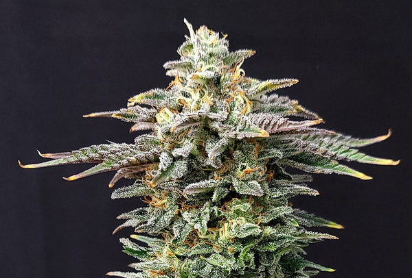 Cherry Dream