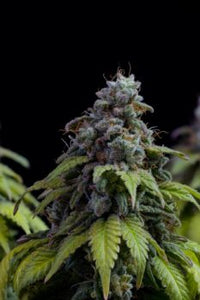 Cherry Dream