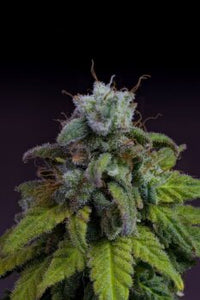 Cherry Dream