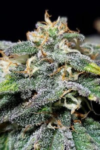 Cherry Dream