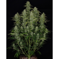 Chronic Ryder BX autoreg