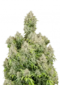 Cinderella Auto