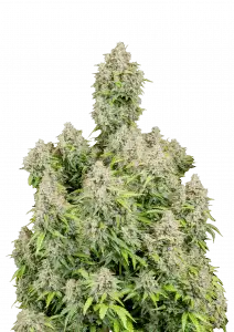 Cinderella Auto