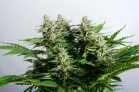 Colombian Jack