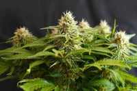 Colombian Jack