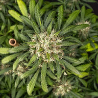 Cookies Gelato Auto