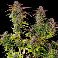 Cookies Gelato