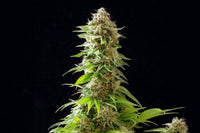 Cookies Haze