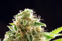 Cookies Haze