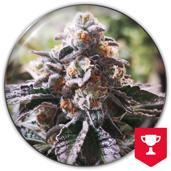 Zkittlez