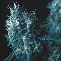 Cookies USA Regular