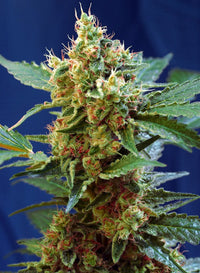 Cream Mandarine XL Auto®