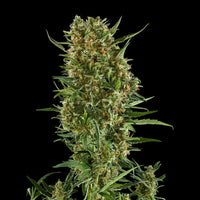 Royal Critical Auto