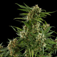 Royal Critical Auto