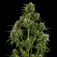 Royal Critical Auto