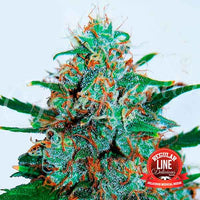 Critical Neville Haze Regular Auto