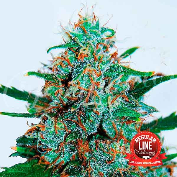Critical Neville Haze Regular Auto