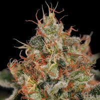 Critical
