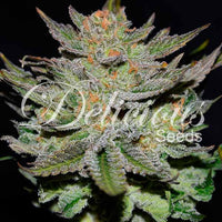 Auto Blue Ace CBD