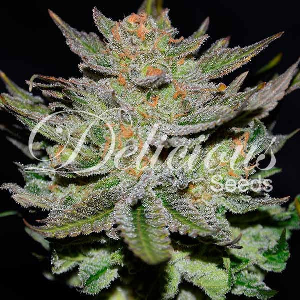 Auto Blue Ace CBD