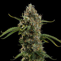 Diesel Auto