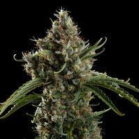 Diesel Auto