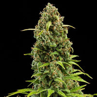 Diesel Auto