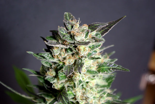 Diesel Glue