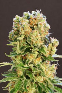 Diesel Glue