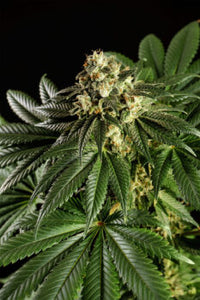 Dream Sherbet