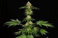 Dream Sherbet