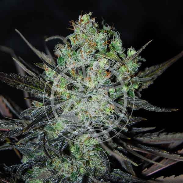 Eleven Roses Auto