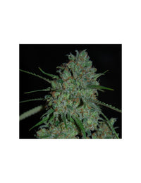 Afghan Skunk di Expert Seeds