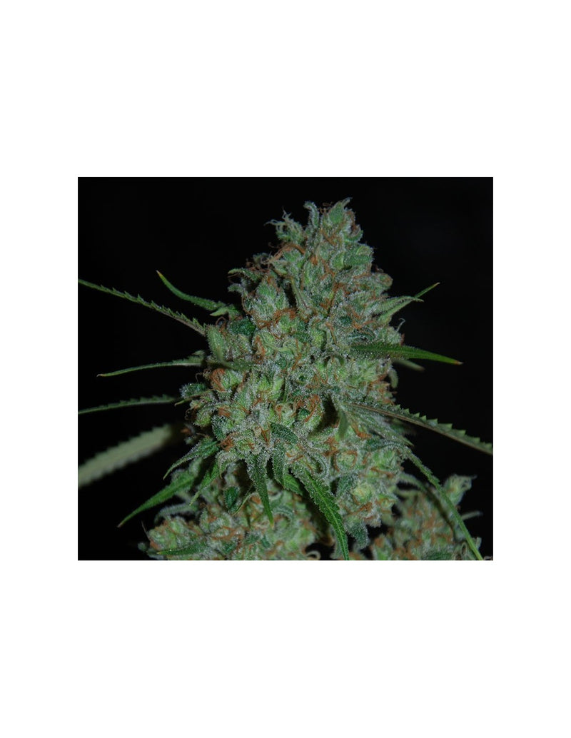 Afghan Skunk di Expert Seeds