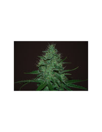 Amnesia Haze Auto di Expert Seeds