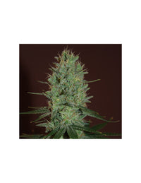 Amnesia Haze di Expert Seeds