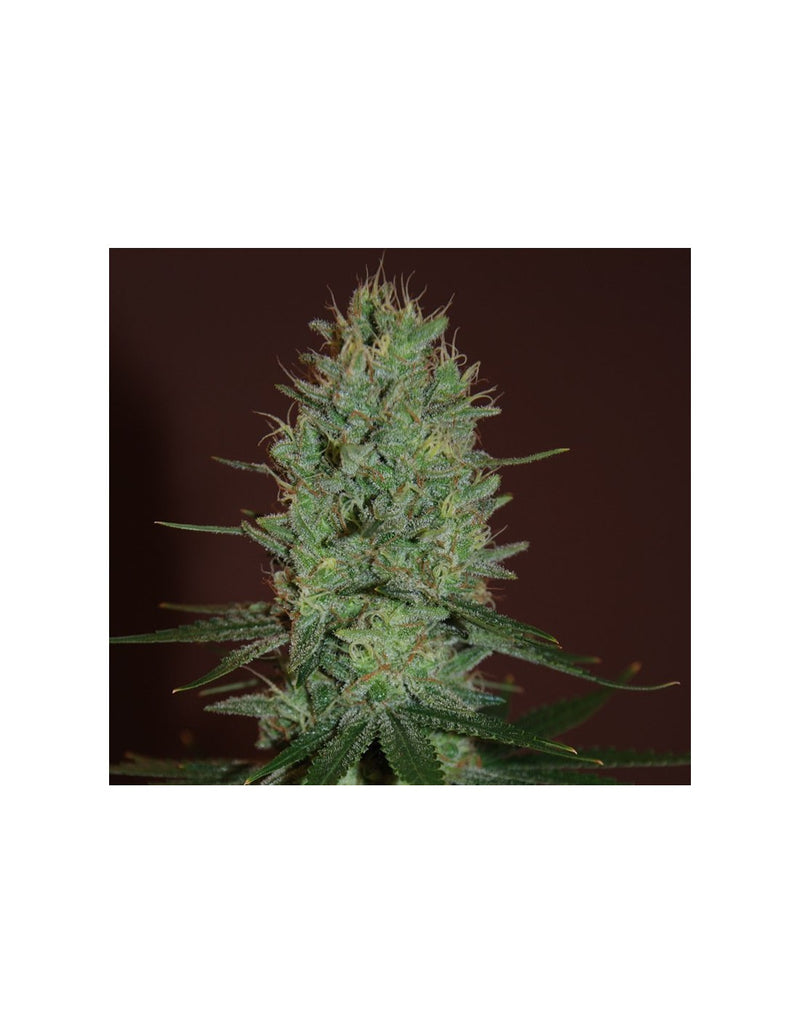 Amnesia Haze di Expert Seeds