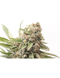 Auto Cheese di Expert Seeds