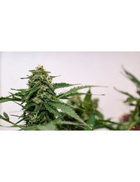 Auto Cheese di Expert Seeds