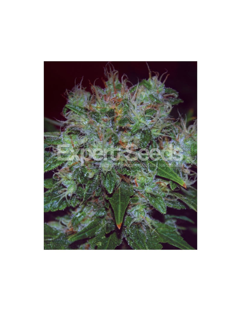 Blue Cheese Auto di Expert Seeds