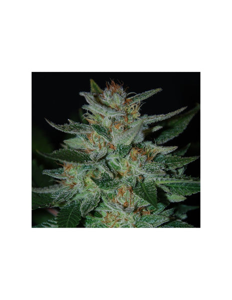 Blue Cheese di Expert Seeds