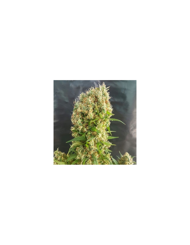Chemdog Gorilla di Expert Seeds