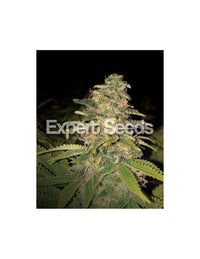 Critical Blue Auto di Expert Seeds