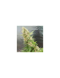 Critical Gorilla di Expert Seeds