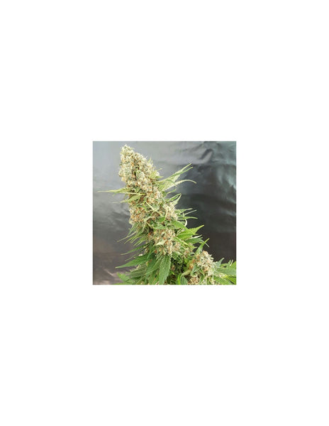 Critical Gorilla di Expert Seeds