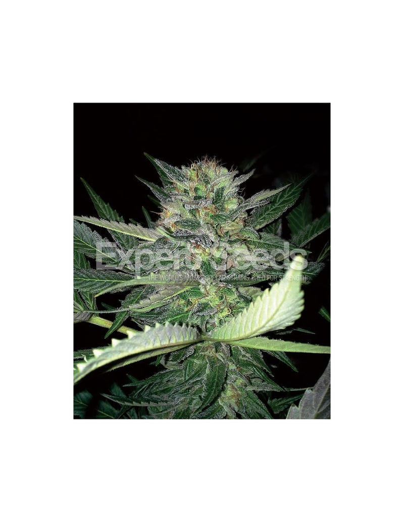 Critical Lights di Expert Seeds
